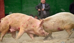 Rùng mình hàng trăm người xem lợn chọi nhau đến chết
