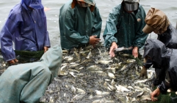 Công an làm rõ vụ cướp 2 tấn cá điêu hồng để trừ nợ