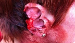 Gã chồng vũ phu cắn đứt tai vợ vì ghen tuông