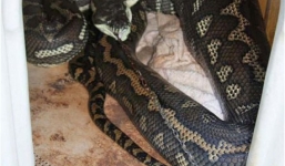 Mãng xà nuốt trọn chó Chihuahua