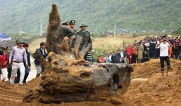  Vụ gốc sưa “khủng”: Lo bị đòi tiền “bán” công phát hiện