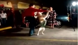 Clip độc: Chó mặc váy khiêu vũ bằng 2 chân