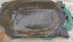 Hà Nội: Bắt được ba ba khủng nặng 40kg