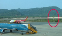 Bí ẩn xung quanh việc 'cây ma' bị cô gái trẻ nhập hồn ở sân bay Phú Quốc