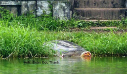 Cận cảnh cụ rùa phơi mình dưới chân tháp Rùa