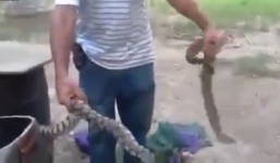 Tự để rắn độc cắn hơn 10 lần