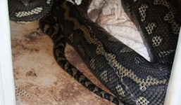 Trăn 50 tuổi chui vào cũi nuốt chửng chó cảnh