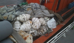 Bình Định: Thu giữ 150 con sò tai tượng quý hiếm