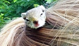 Sóc làm tổ trong... tóc thiếu nữ