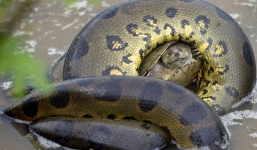 Bắt được trăn Nam Mỹ khổng lồ