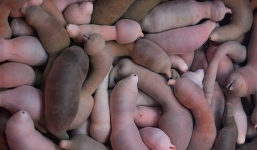 Cận cảnh loài cá có hình thù kì dị