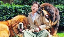 Đại gia chi 40 tỷ mua một chú chó Ngao Tây Tạng