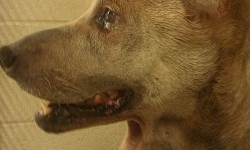 Chú chó có khối u kỳ lạ treo dưới cổ