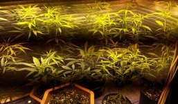 Đột kích 'nông trại' trồng cần sa hiện đại, lớn nhất Hải Phòng