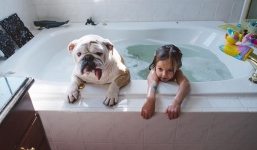 Clip cảm động về tình bạn giữa bé gái và chú chó bulldog