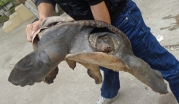 Ba ba khủng nặng 40 kg được đưa về rừng Cúc Phương