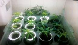 Choáng với “công nghệ” trồng cần sa trong nhà vừa phát hiện tại Hải Phòng 