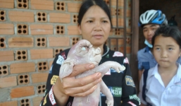 Nóng từ địa phương ngày 20/3: Bà Rịa Vũng Tàu- Xôn xao chuyện lợn đẻ ra...voi