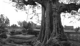 Thực hư chuyện trâu chết, vịt bệnh do “rắn thần trả thù”