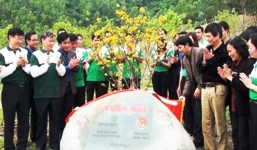 Vườn mai ở khu mộ Đại tướng Võ Nguyên Giáp đã ra hoa