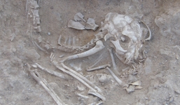 Xương mèo 5.600 năm tuổi ở Ai Cập