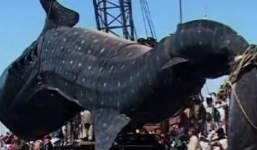 Video hàng nghìn người xem bắt cá khổng lồ 4 tấn