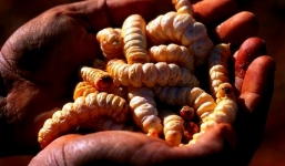 Côn trùng, sâu bọ sẽ là thức ăn chủ yếu của con người trong tương lai