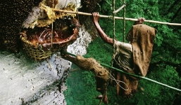 Clip: Bí mật săn mật ong của bộ tộc Gurung