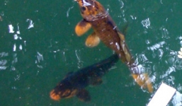 Đôi cá 'biết khóc' trong ao đình có hai đứa trẻ chết đuối