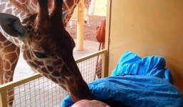 Nụ hôn vĩnh biệt của chú hươu cao cổ và nhân viên sở thú 