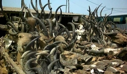 Cận cảnh khu chợ phù thuỷ đáng sợ trên thế giới