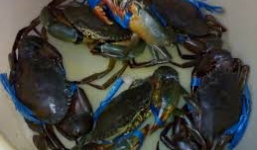 100\% mẫu cua ở Hà Nội bị nhiễm độc chì?