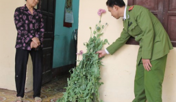 Trồng 'rau sạch'.... anh túc để chữa đau lưng