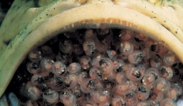 Kỳ lạ cá đực ấp 400 trứng trong miệng