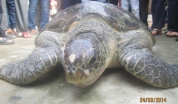 Nóng từ địa phương ngày 25/3: Thừa Thiên Huế - Rùa biển quý hiếm nặng gần 100kg mắc lưới
