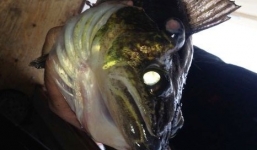 Cá 3 mắt do hậu quả của rò rỉ hạt nhân