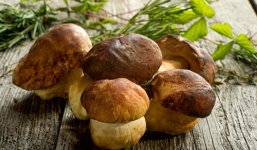 Nấm đông cô có thể ngăn ngừa virus HPV