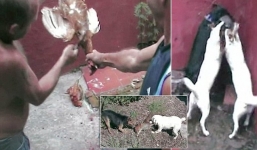  Phẫn nộ cảnh hai bố con thả chuột, chồn cho chó xé thịt