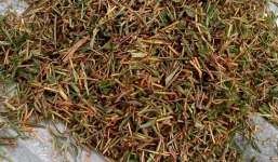 Phụ hồ tự phong 'thánh bà' chữa bách bệnh