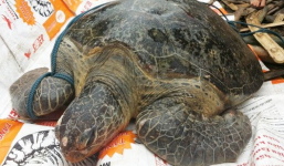 Bắt được rùa 'khổng lồ' trên phá Tam Giang