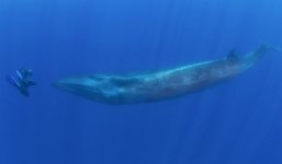 Cá khổng lồ bất ngờ tấn công thợ lặn dưới biển