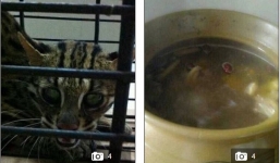 Phẫn nộ cô gái đăng ảnh lột da, xả thịt mèo lên mạng xã hội