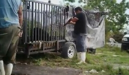 Rùng mình cảnh giết hại động vật dã man