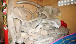 Hai bộ xương cá ông khổng lồ ở Quảng Bình