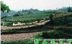 Mảnh ruộng tỏa ra hương thơm theo thời tiết