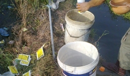 'Tắm' hóa chất, thuốc kích thích cho rau muống ở Sài Gòn