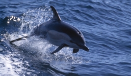 Ukraine chuyển giao 'đội quân gián điệp' cá heo cho Nga