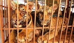 Say rượu, xông vào chuồng bắt hổ dữ