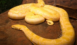 Cận cảnh cuộc bắt trăn vàng Miến Điện khổng lồ dài 12m