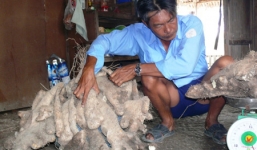 Người dân kéo đến xem củ khoai từ 'khủng' gần 70kg